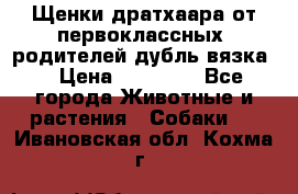 Щенки дратхаара от первоклассных  родителей(дубль вязка) › Цена ­ 22 000 - Все города Животные и растения » Собаки   . Ивановская обл.,Кохма г.